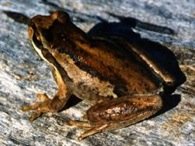 brown tree frog