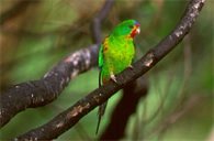 swift parrot